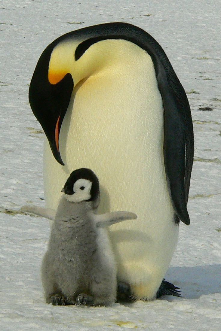 Hình ảnh chim cánh cụt đẹp nhất | Động vật vui nhộn, Chim cánh cụt, Động  vật dễ thương nhất