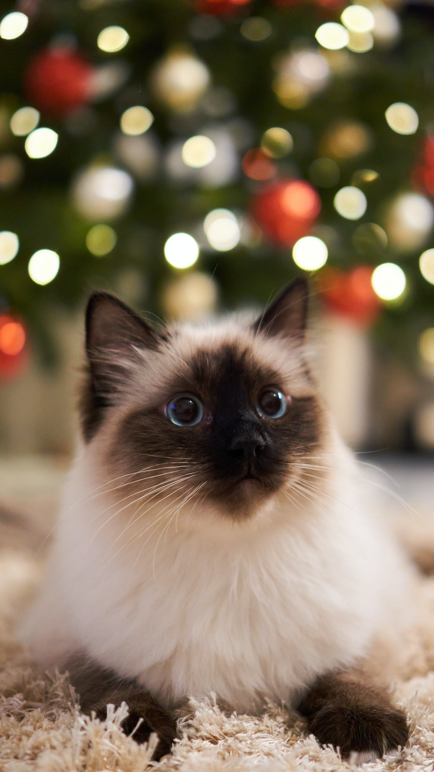 Mèo Giáng Sinh Đội Mũ Ông Già Noel Màu Đỏ Chân Dung Một Chú Mèo Lông Xù Mập  Mạp Bên Cạnh Hộp Quà Trên Nền Cây Thông Noel Hình ảnh Sẵn có -