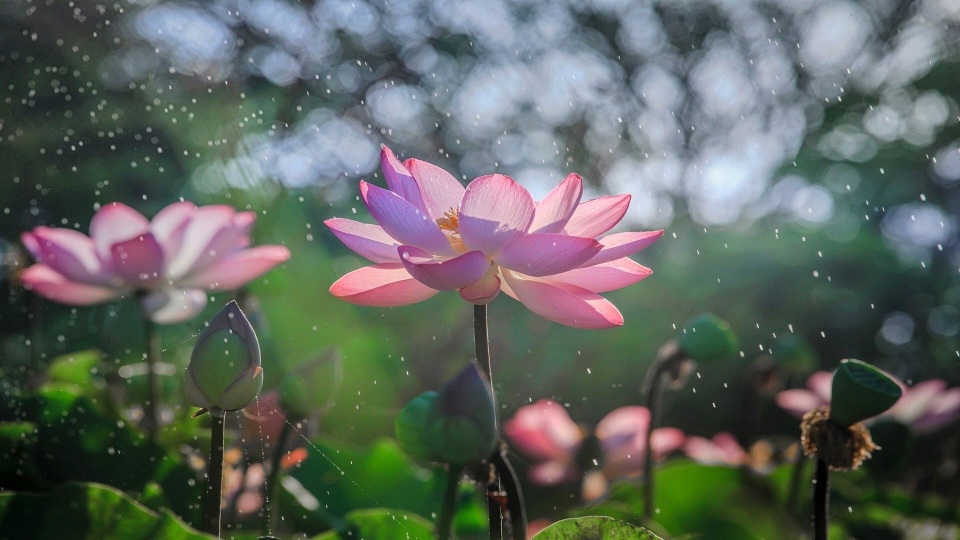 30 hình ảnh hoa sen Phật giáo đẹp, ý nghĩa, thanh tịnh nhất