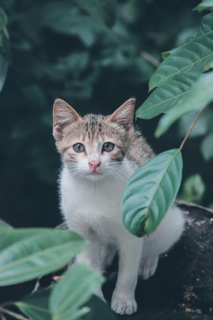Hình Nền Mèo Cute, Dễ Thương, Đẹp Nhất Cho Điện Thoại