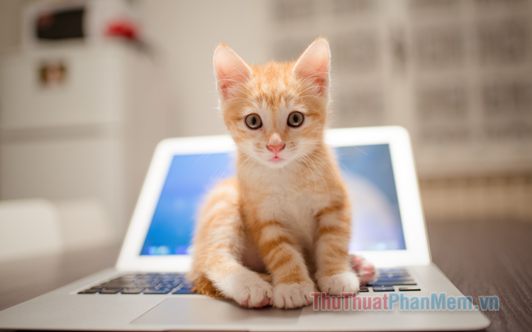 BST 100+ Hình Nền Desktop Mèo Đẹp Không Thể Bỏ Qua - Tôi Yêu Mèo