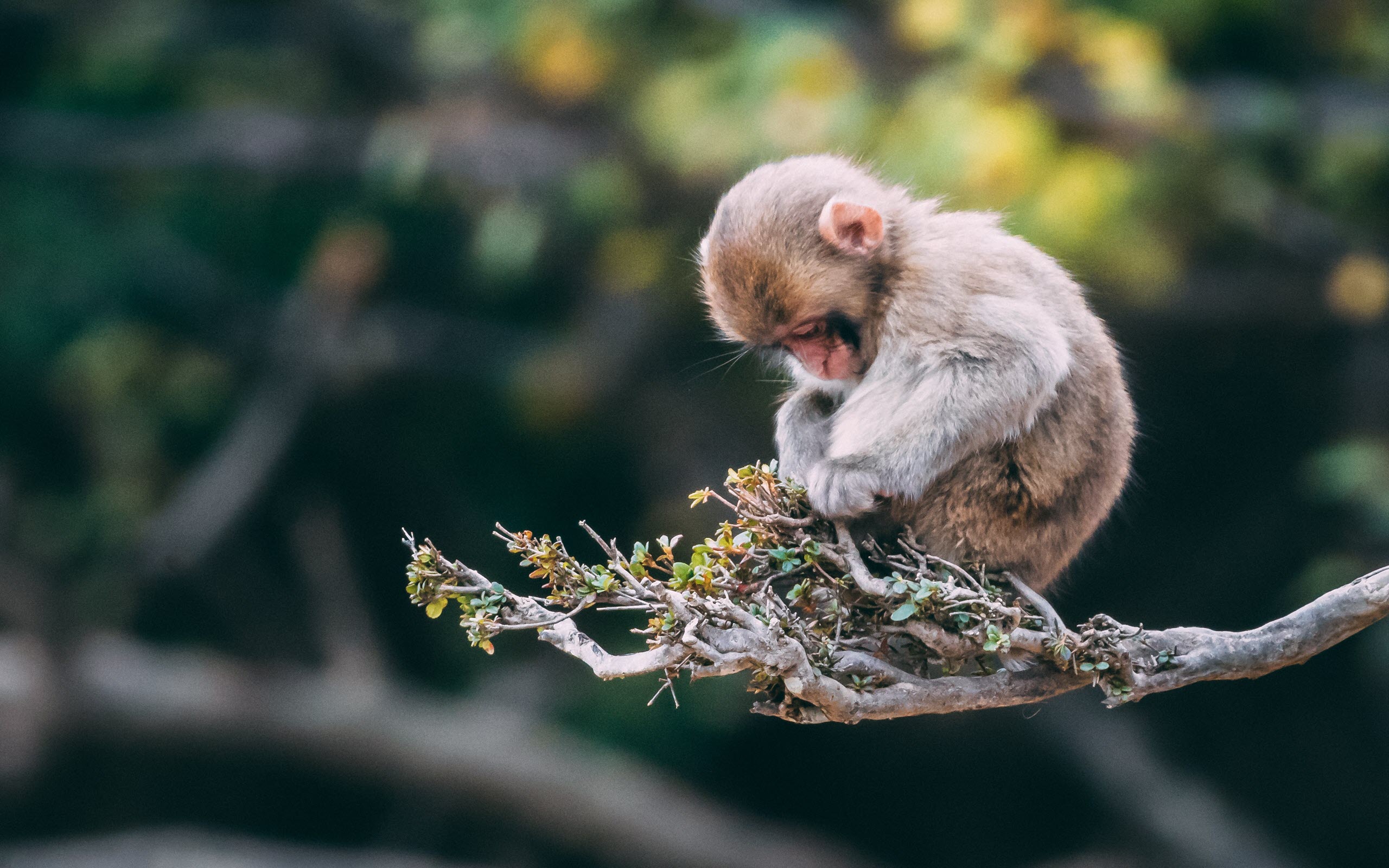 Những hình ảnh con khỉ tinh nghịch đẹp nhất thế giới | Seotrends.com.vn