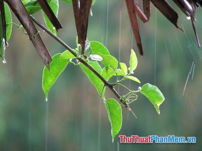 Câu stt hài hước về cơn mưa những điều dí dỏm về thời tiết