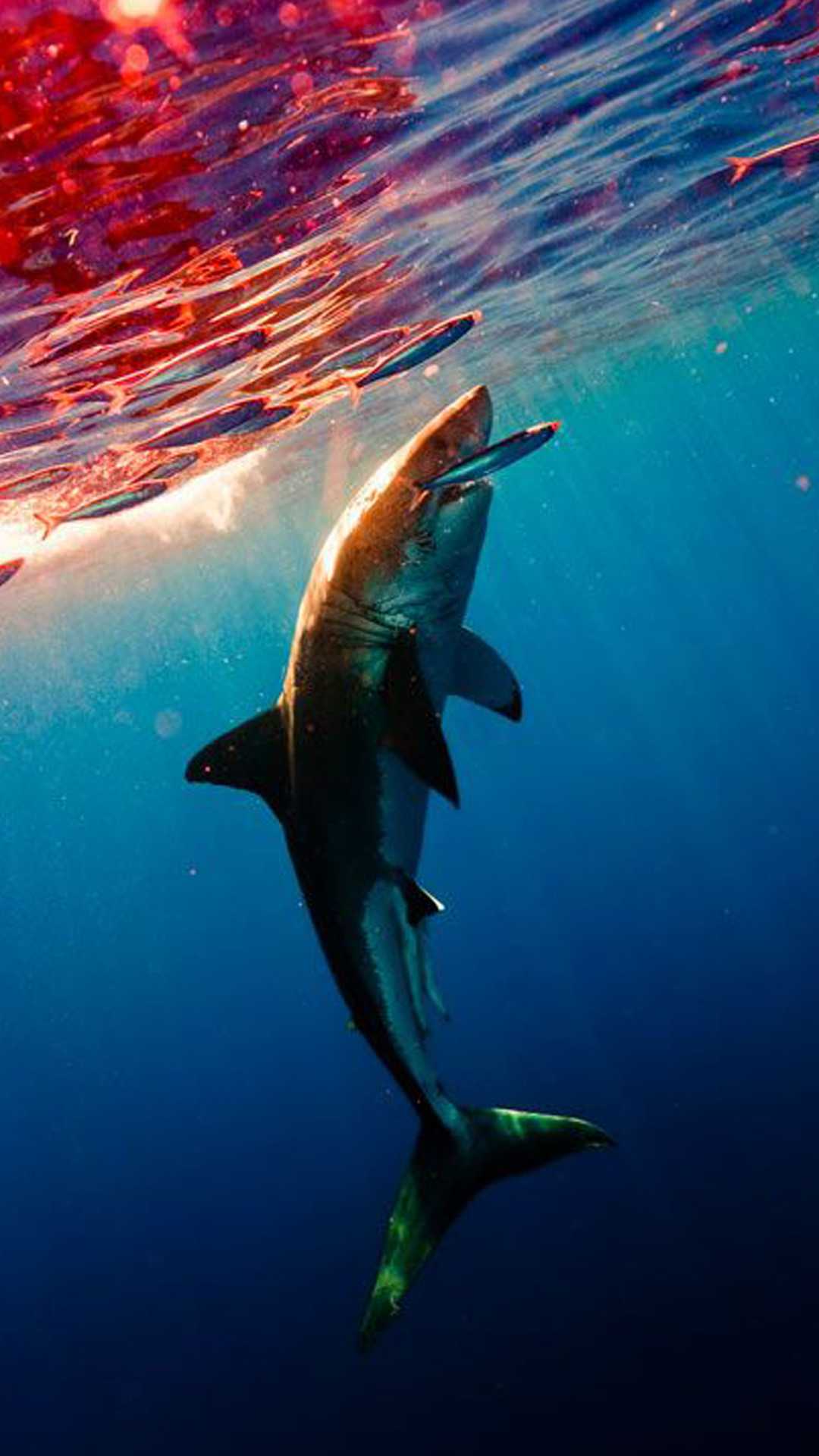Khoảnh khắc hiếm gặp: Bức ảnh đẹp ngoạn mục về cá mập trắng bay cách mặt  nước tới 3,7m