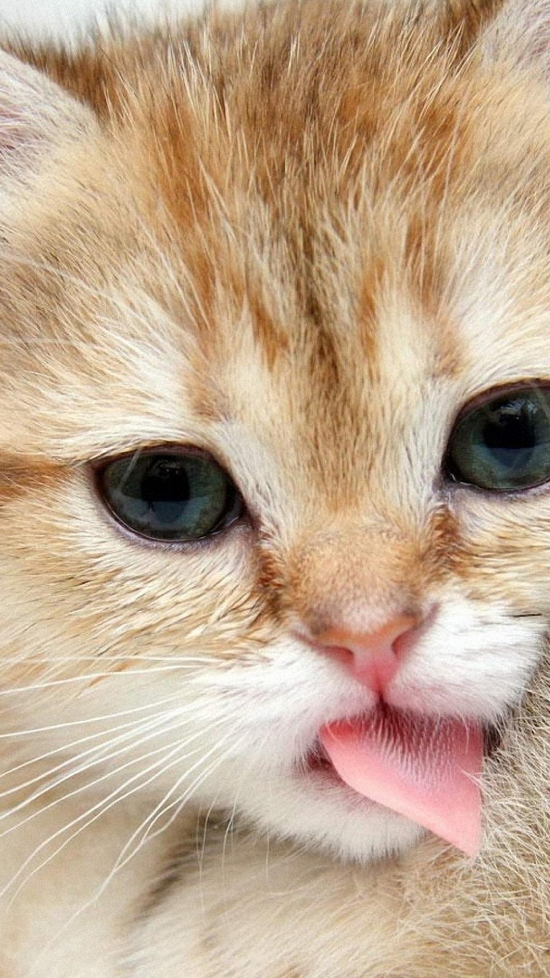 Tổng Hợp 100+ Ảnh Mèo AI Cute Dễ Thương Ngộ nghĩnh