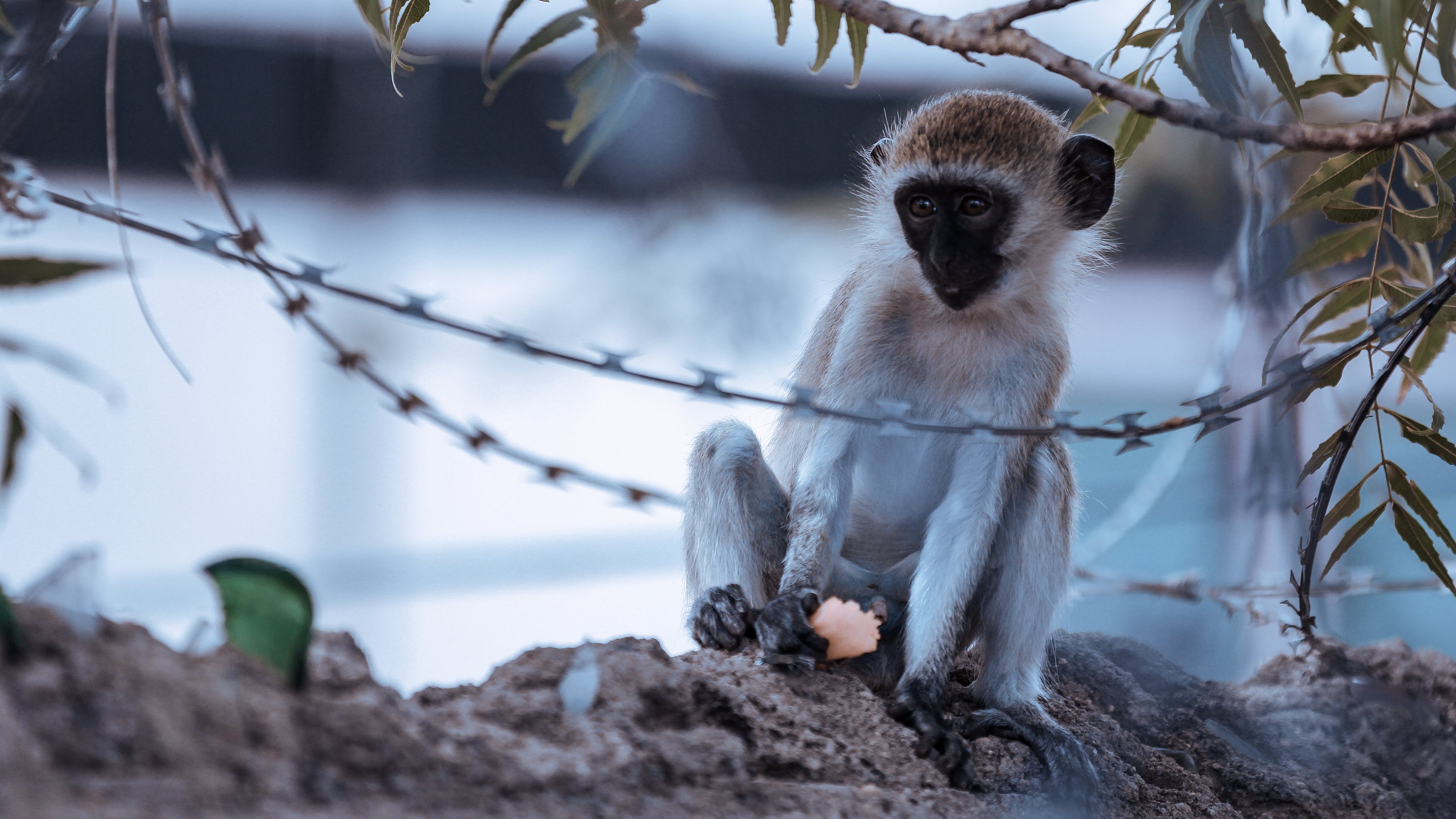 78+ hình ảnh con khỉ đột cute, hài hước và dễ thương nhất - ALONGWALKER
