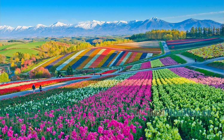 Cánh đồng hoa hướng dương siêu đẹp | Phong cảnh, Hoa hướng dương, Nhiếp ảnh