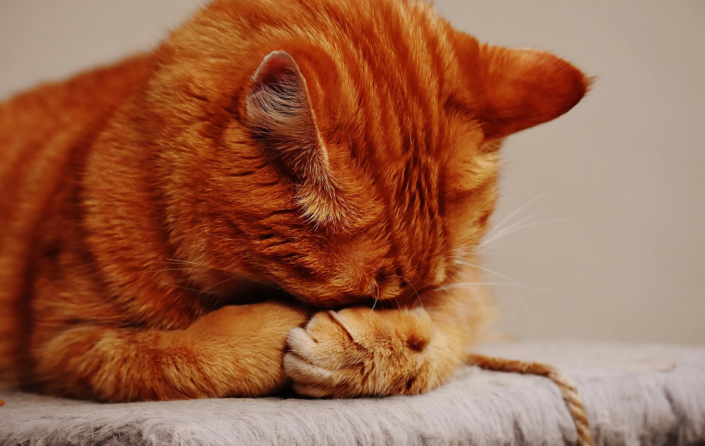 Những khoảnh khắc đáng yêu của chú mèo biểu cảm buồn