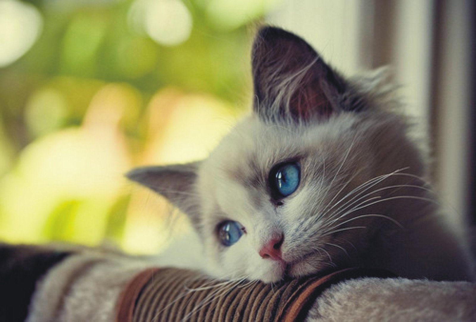 Những khoảnh khắc đáng yêu của chú mèo biểu cảm buồn