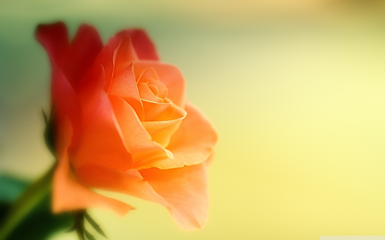 Hình nền hoa hồng vàng cực đẹp | Hoa hồng vàng, Hình nền hoa, Hoa đẹp