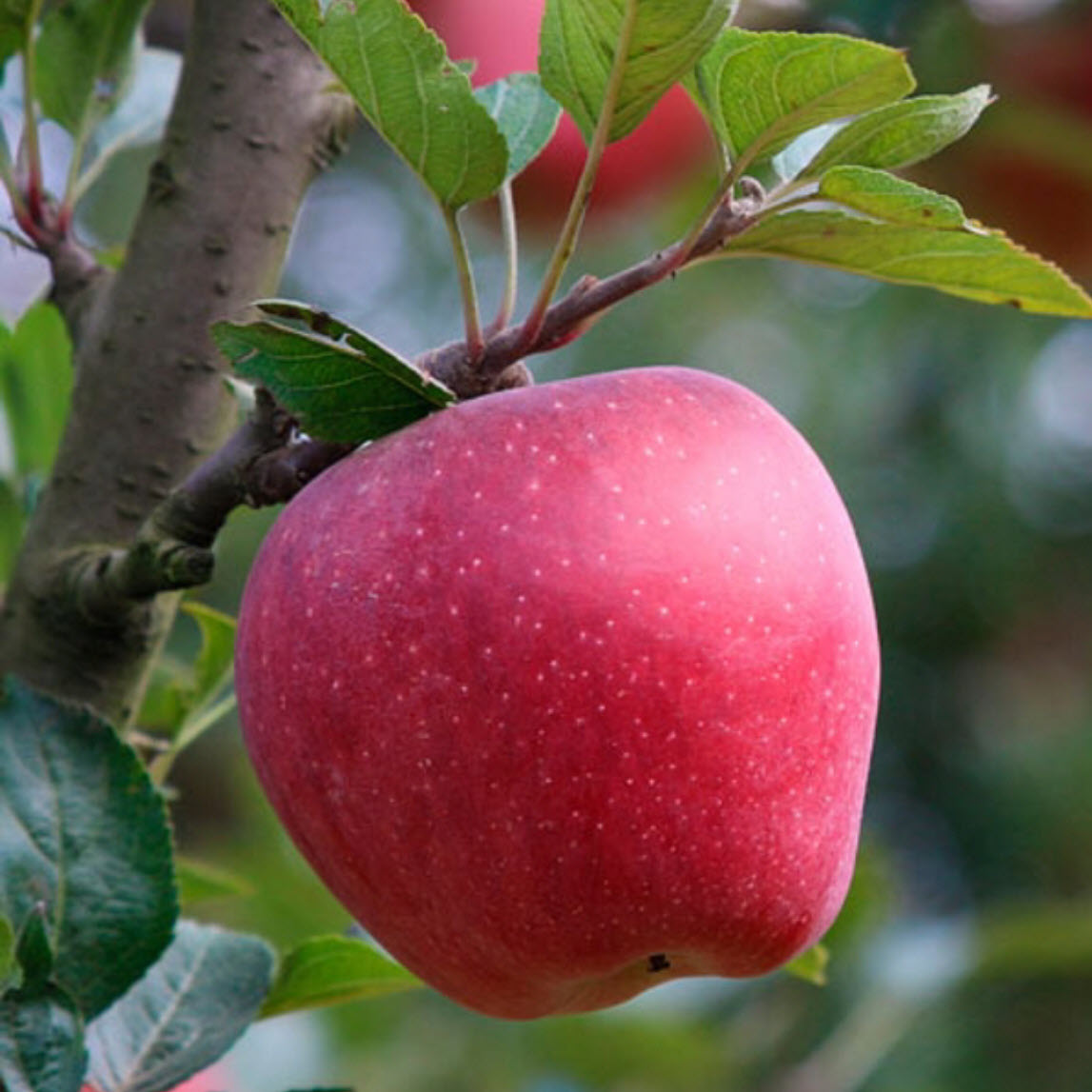 Hình ảnh cây táo miễn phí - png tải về - Miễn phí trong suốt Cây png Tải về.