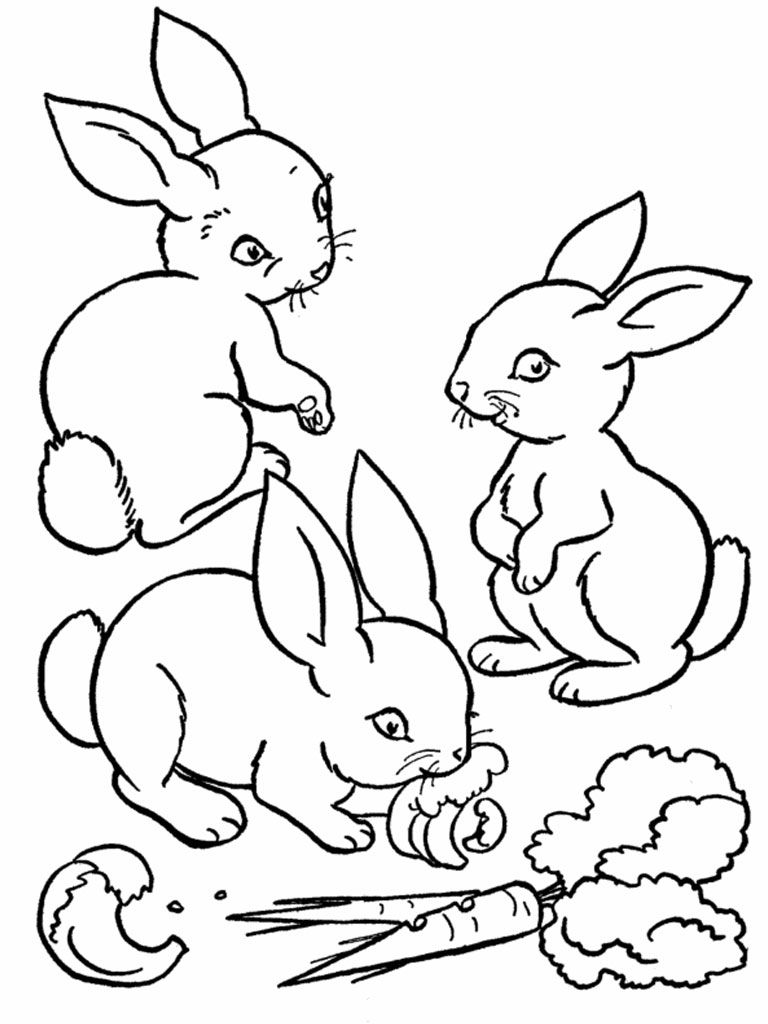 Tô Màu Con Thỏ | Công cụ đồ họa EPS Tải xuống miễn phí - Pikbest