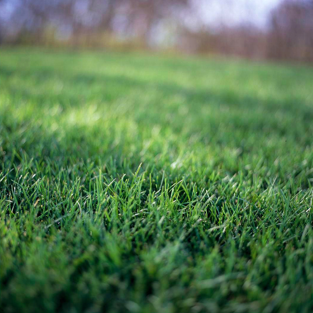 Ảnh đẹp của thảm cỏ xanh