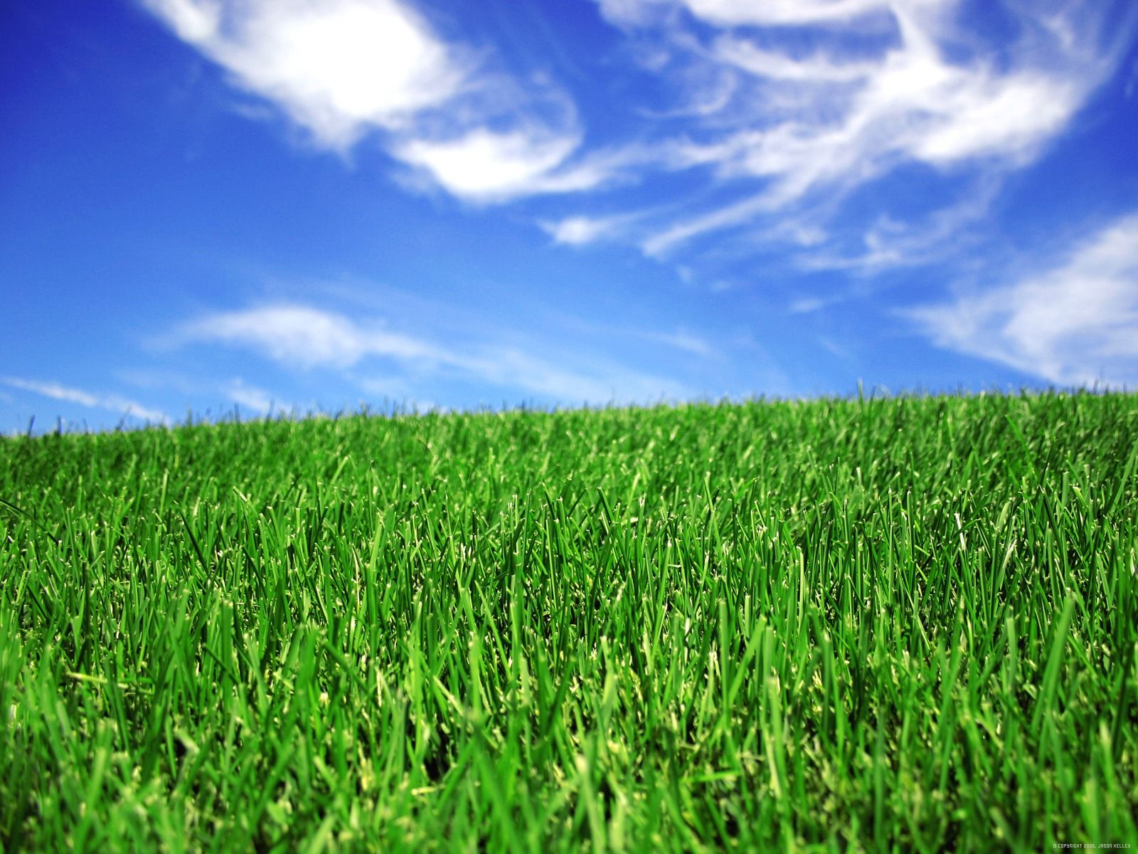 Ảnh đẹp của thảm cỏ xanh