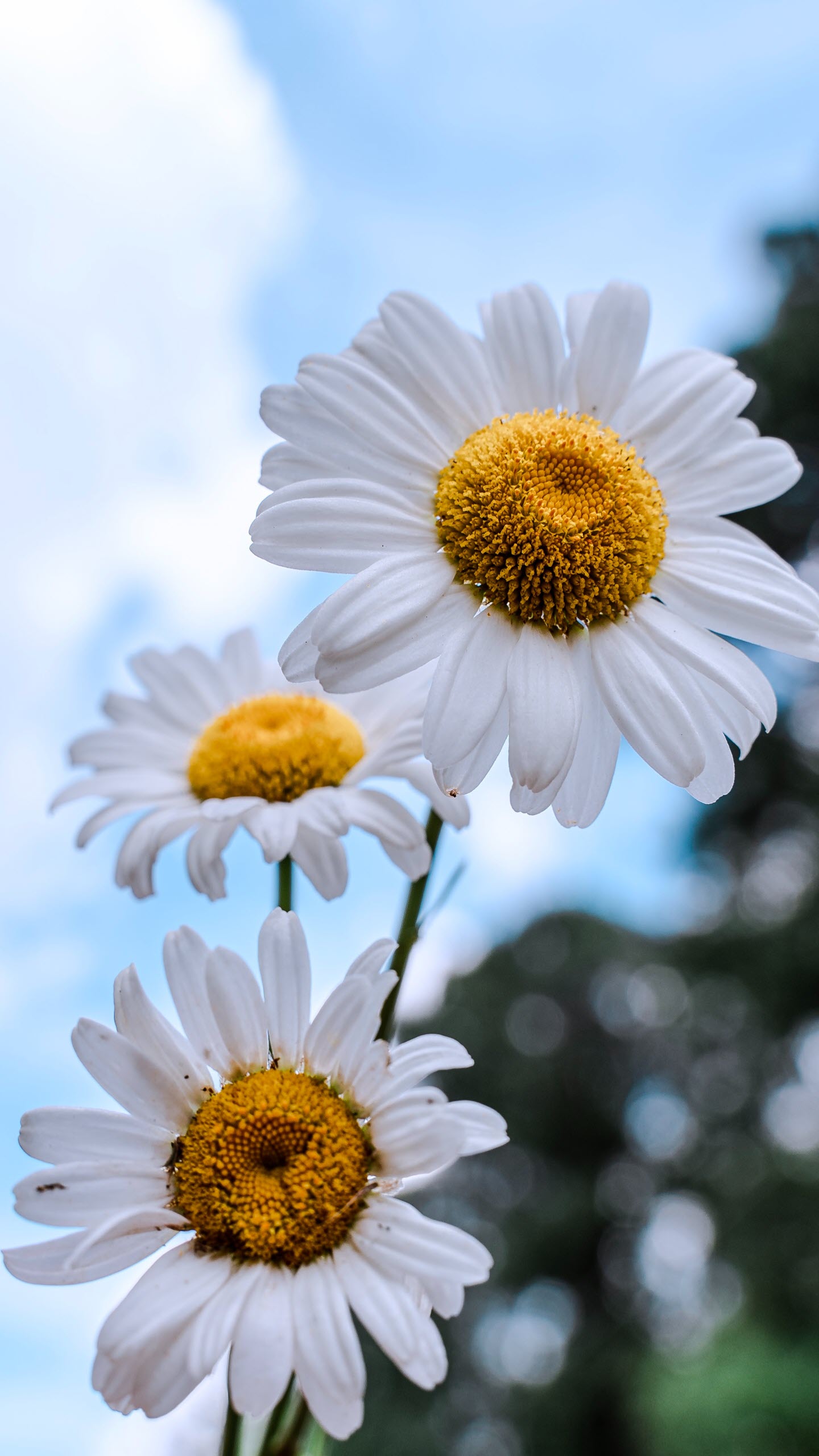 101 hình nền hoa cúc trắng đẹp, chất lượng cao, tải miễn phí