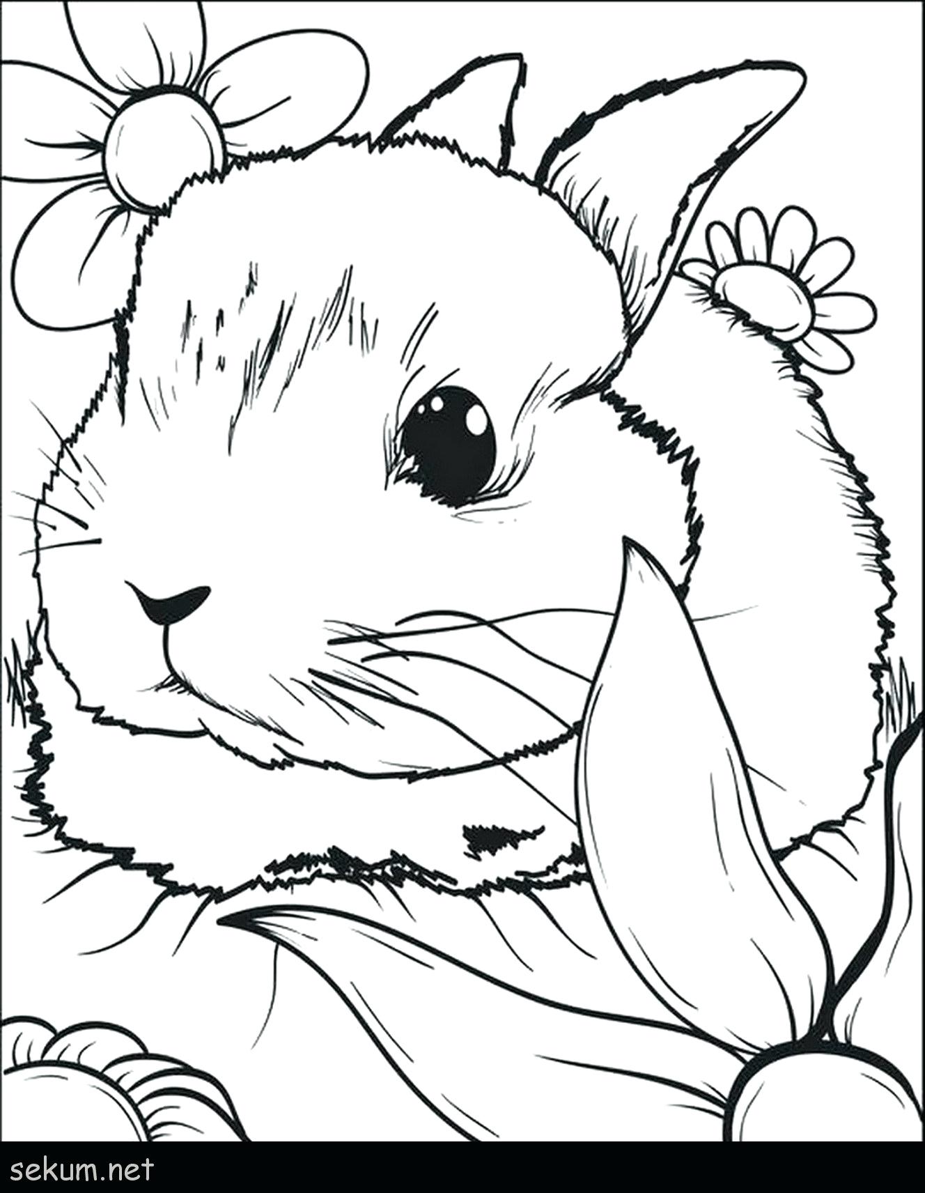 Tô Màu Sách Hoặc Trang Bốn Con Thỏ Fanny Hình minh họa Sẵn có - Tải xuống Hình  ảnh Ngay bây giờ - Thỏ - Bộ thỏ, Thỏ con, Đuôi - Phần