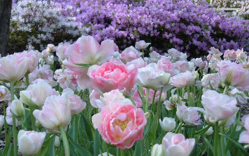 Bộ sưu tập 50+ hình ảnh đẹp nhất về hoa Tulip
