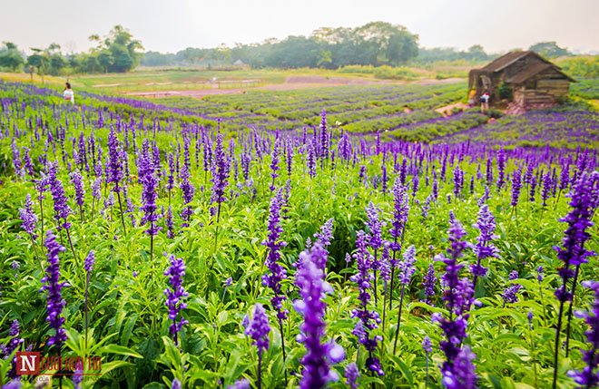 Thưởng thức vẻ đẹp của cánh đồng hoa