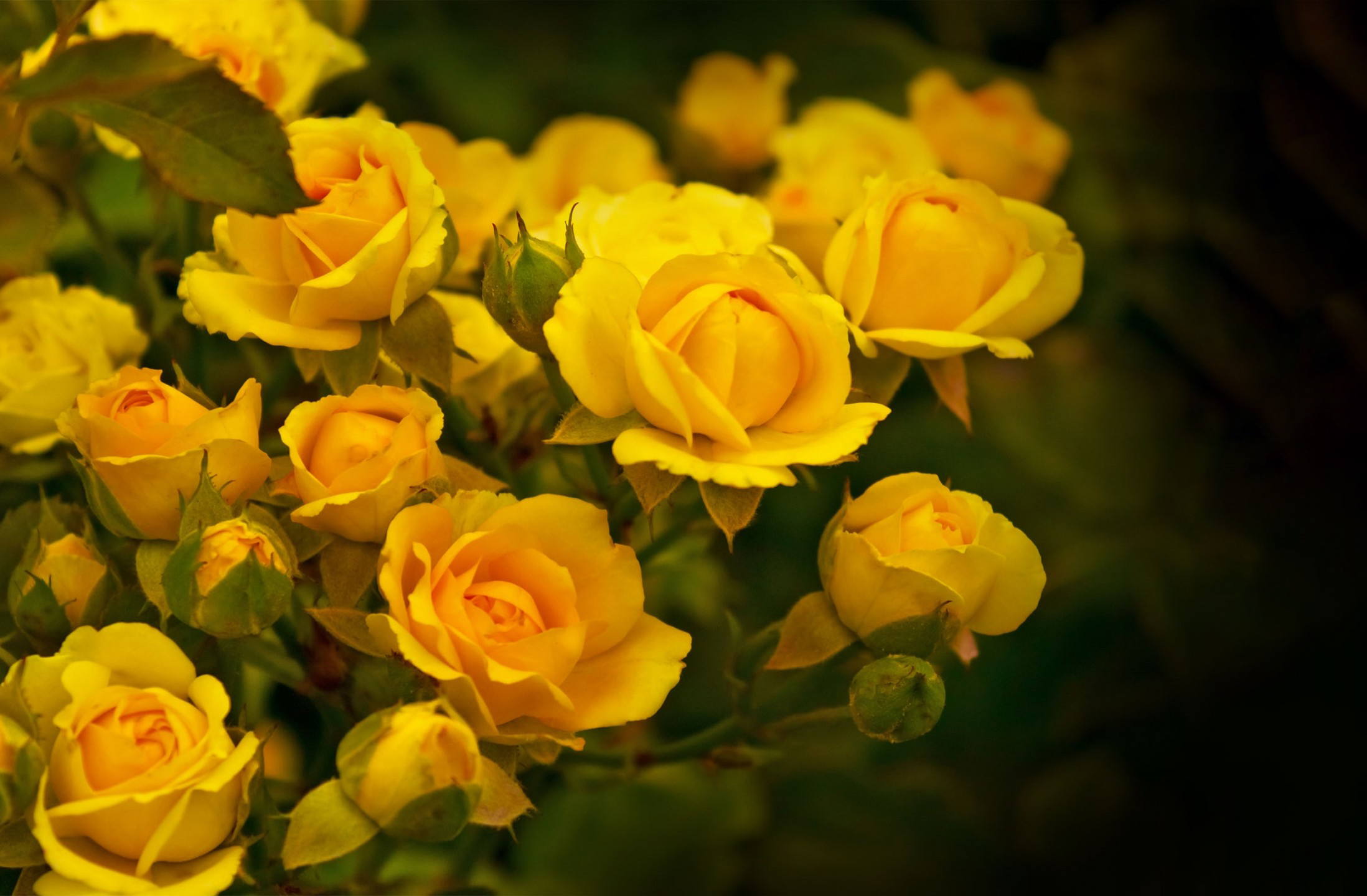 50 Hình nền hoa hồng đẹp nhất thế giới cho điện thoại, PC