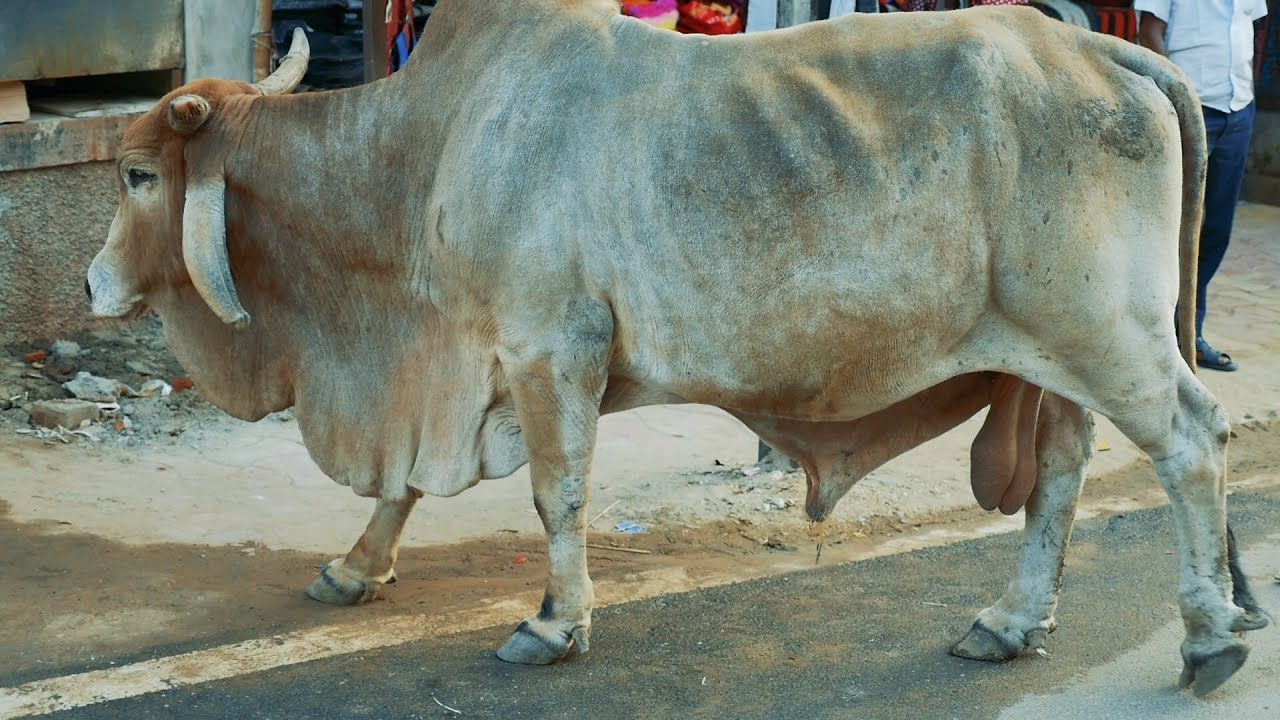Những bức ảnh tuyệt vời về con bò