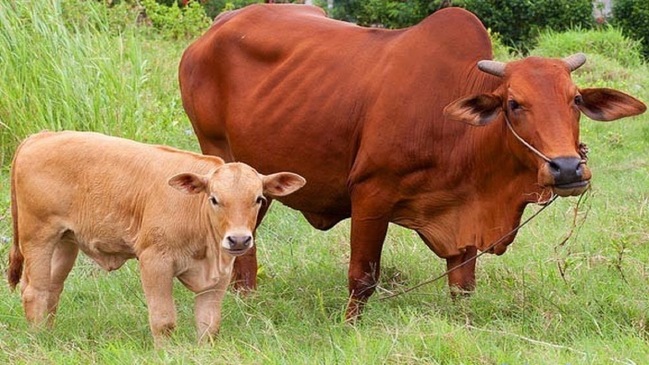Những bức ảnh tuyệt vời về con bò