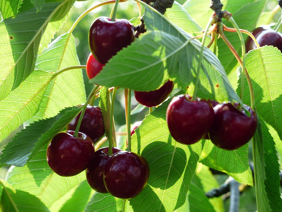 Bộ sưu tập hình ảnh đẹp nhất về quả Cherry