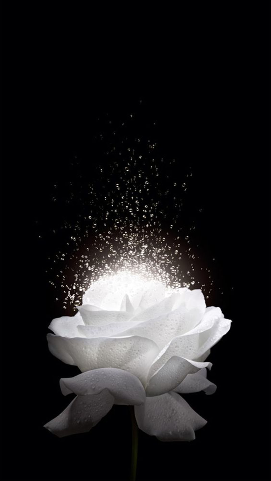 Khám phá vẻ đẹp tuyệt vời của hoa hồng trắng