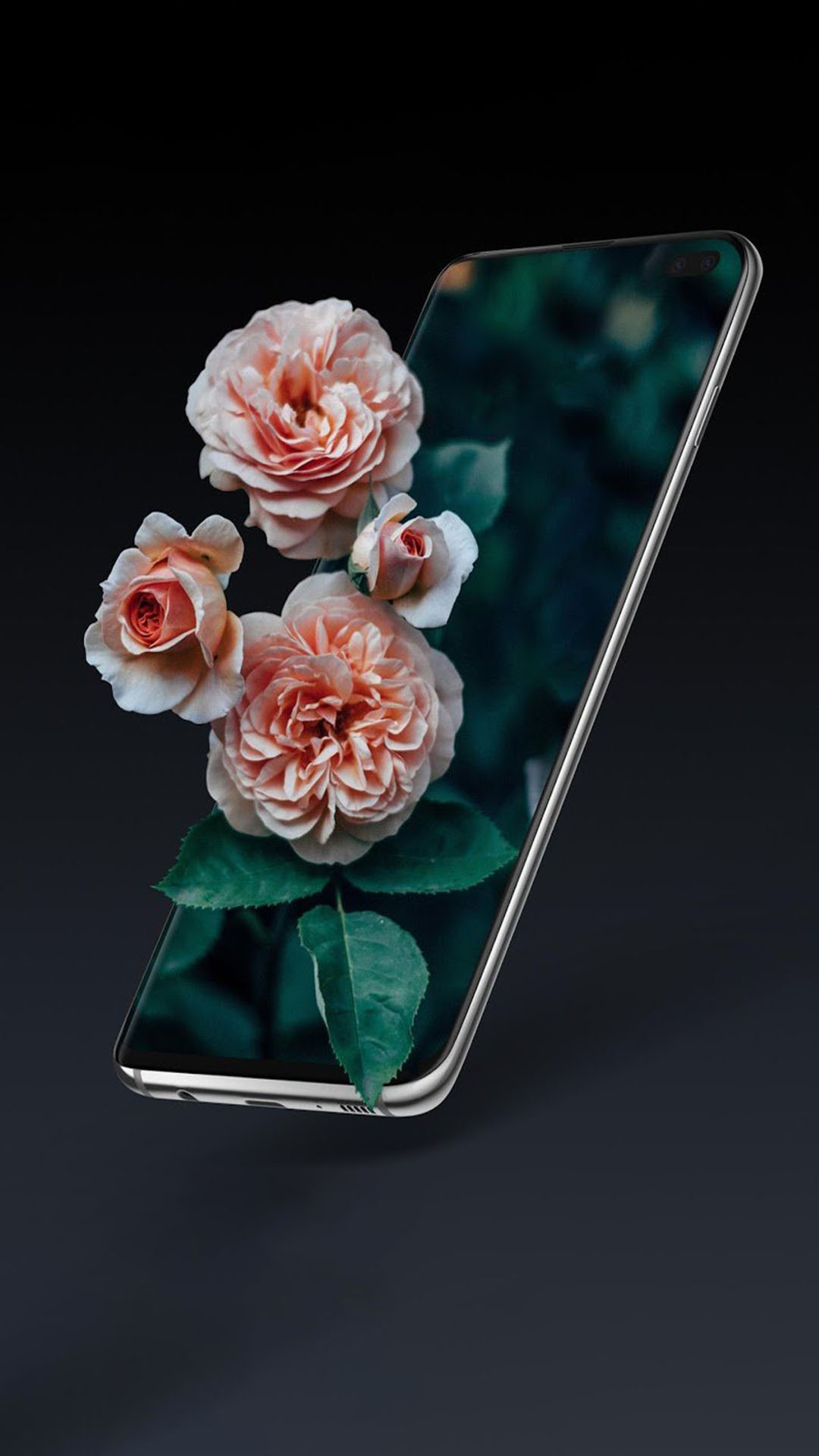 Tải ảnh hoa hồng đẹp về điện thoại thêm cá tính, ấn tượng
