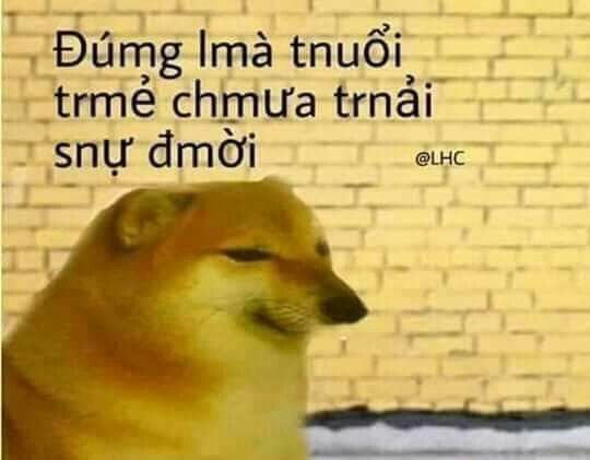 Duyệt ngay bộ 100+ meme Cheems hài hước