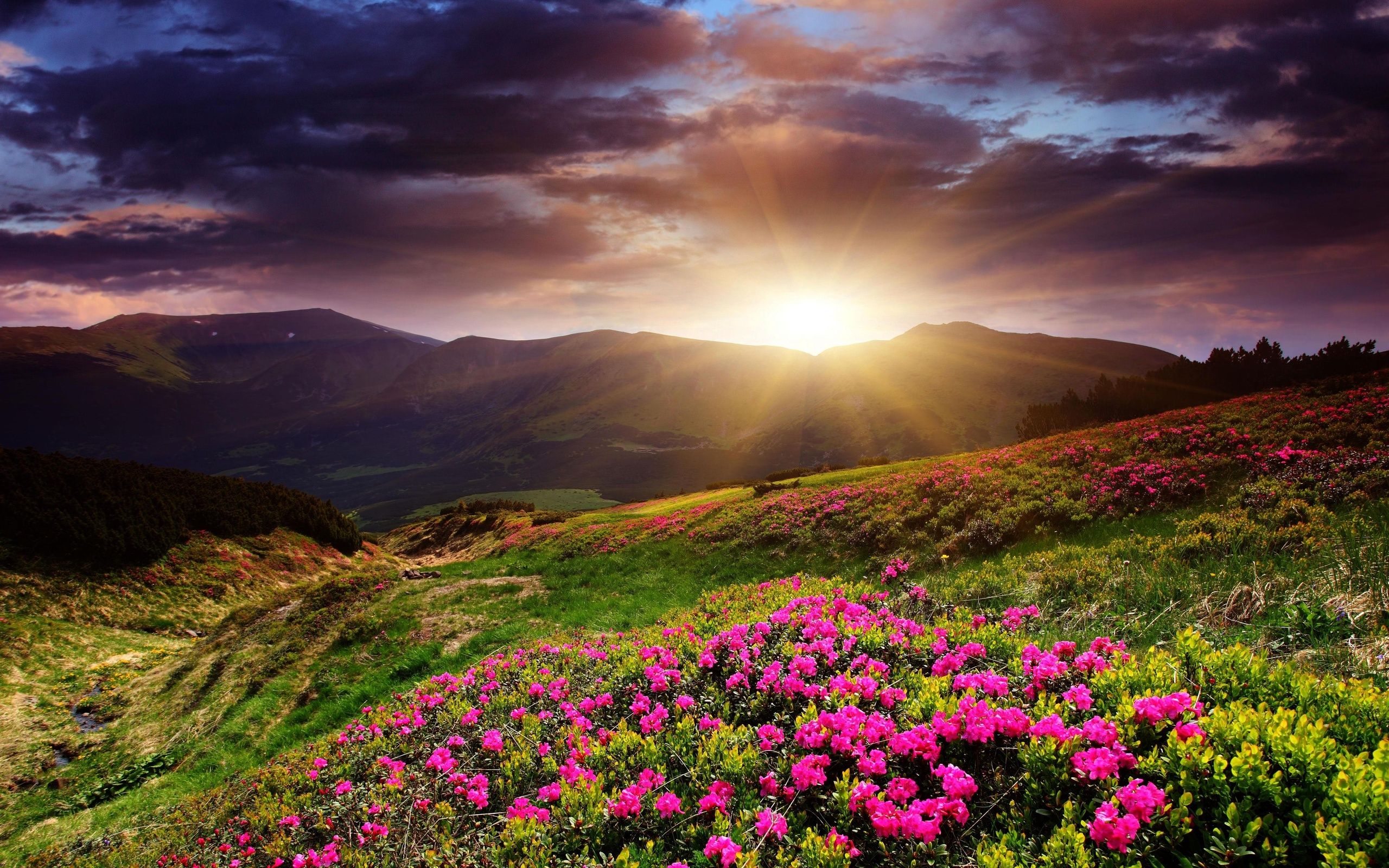 Hình ảnh miễn phí: mặt trời mọc, reed cỏ, ánh sáng mặt trời, cỏ, cảnh, bình  minh, mặt trời, bầu trời, thiên nhiên
