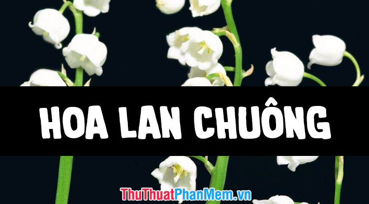 Hình nền hoa linh lan - Sắc hoa tinh khôi cho màn hình của bạn -  Fptshop.com.vn