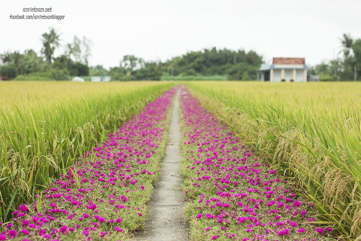 Những hình ảnh hoa mười giờ đẹp nhất