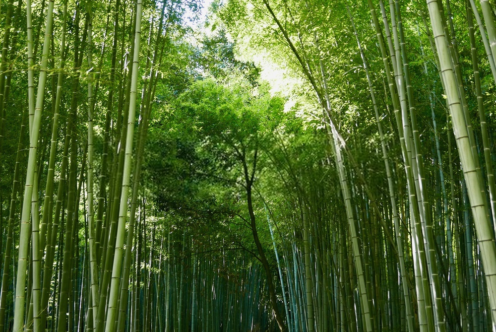 Ảnh đẹp của cây tre Việt Nam trong màu xanh tinh tế