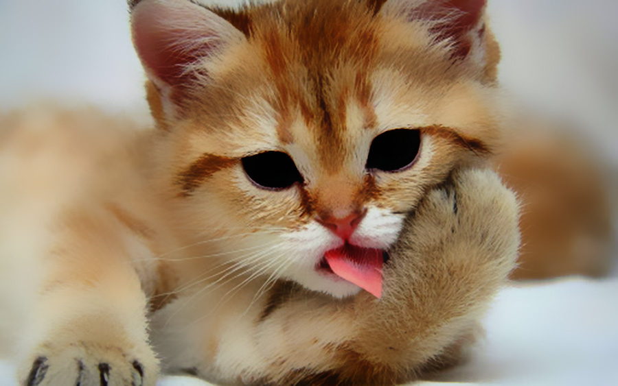 Top 100 Hình ảnh mèo ngầu nhất