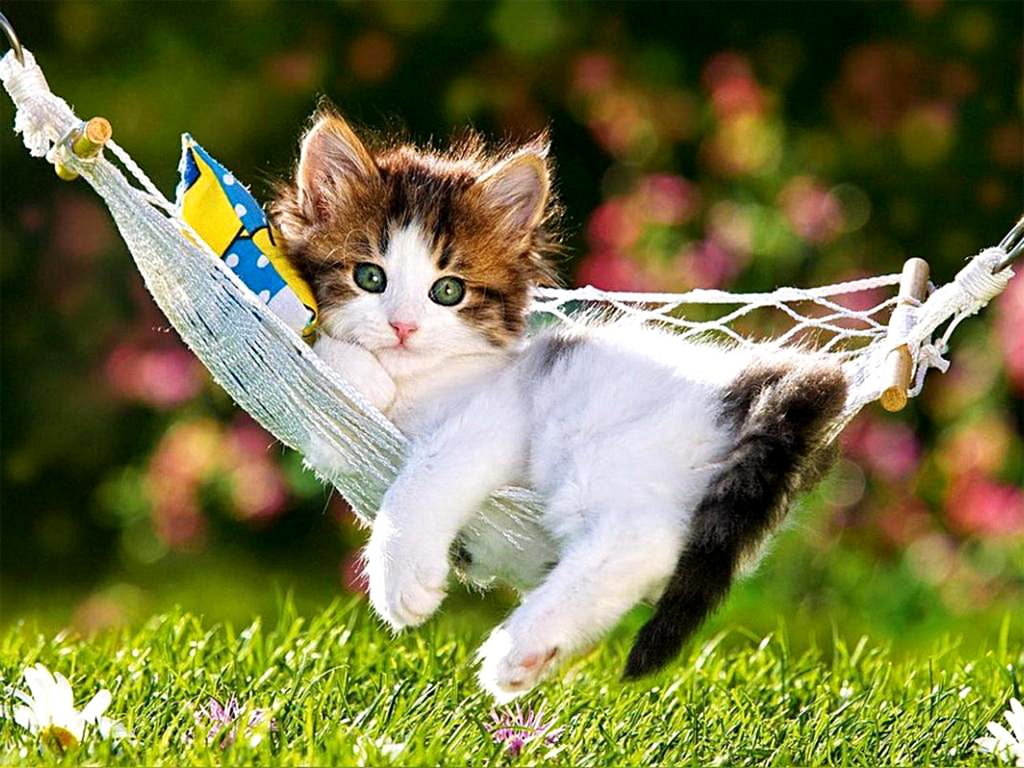 Hình ảnh Vẻ đẹp Của Mèo PNG , Con Mèo, Dễ Thương, Chú Mèo Dễ Thương PNG  trong suốt và Vector để tải xuống miễn phí