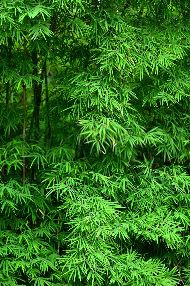 Ảnh đẹp của cây tre Việt Nam trong màu xanh tinh tế