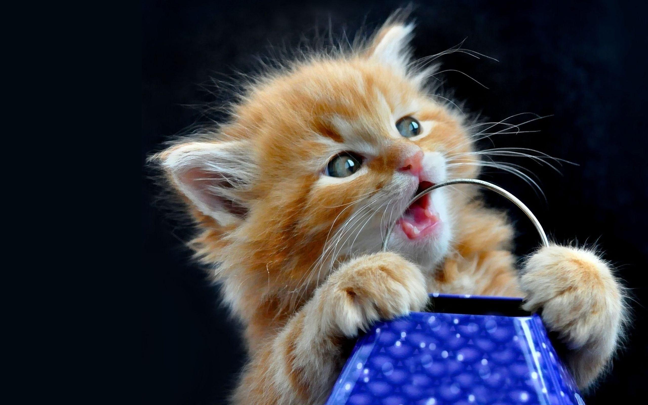 Top 100 Hình ảnh mèo ngầu nhất