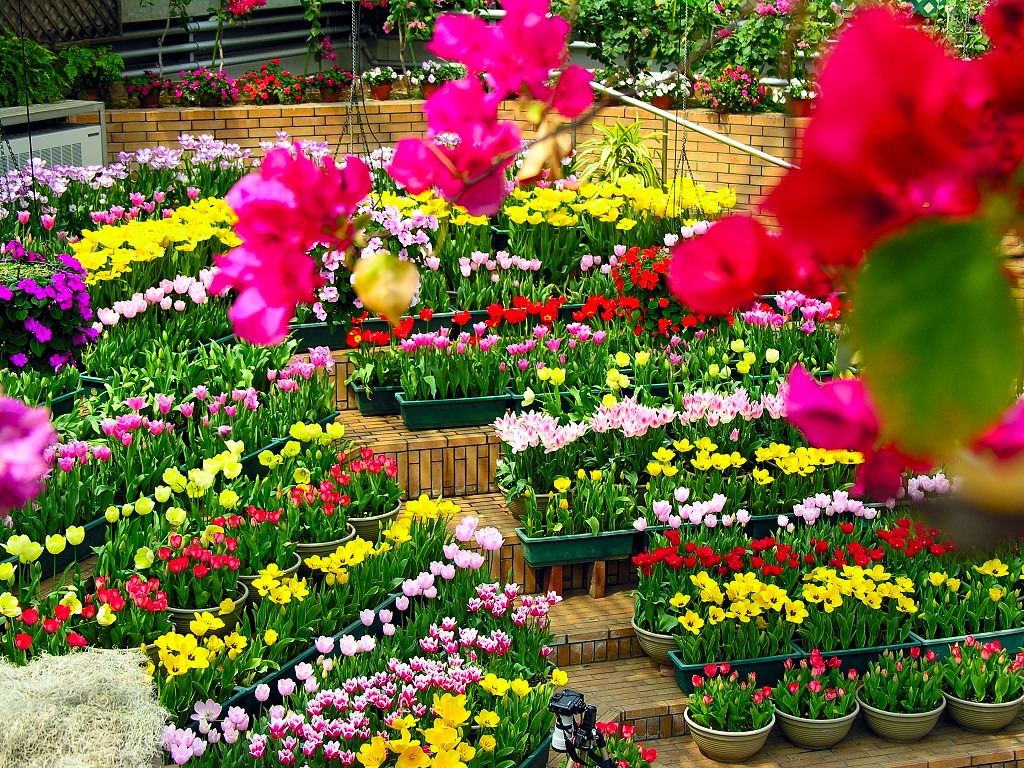 Tận hưởng cảnh đẹp khó cưỡng lại tại vườn hoa hướng dương giữa trung tâm TP  Hải Dương | Báo Pháp luật Việt Nam điện tử