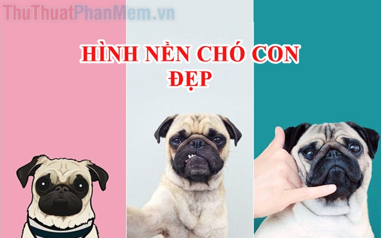 CHIA SẺ - Bộ hình nền những chú cún con dễ thương trên BlackBerry Q10/Q5 |  Cộng đồng BlackBerry Việt Nam