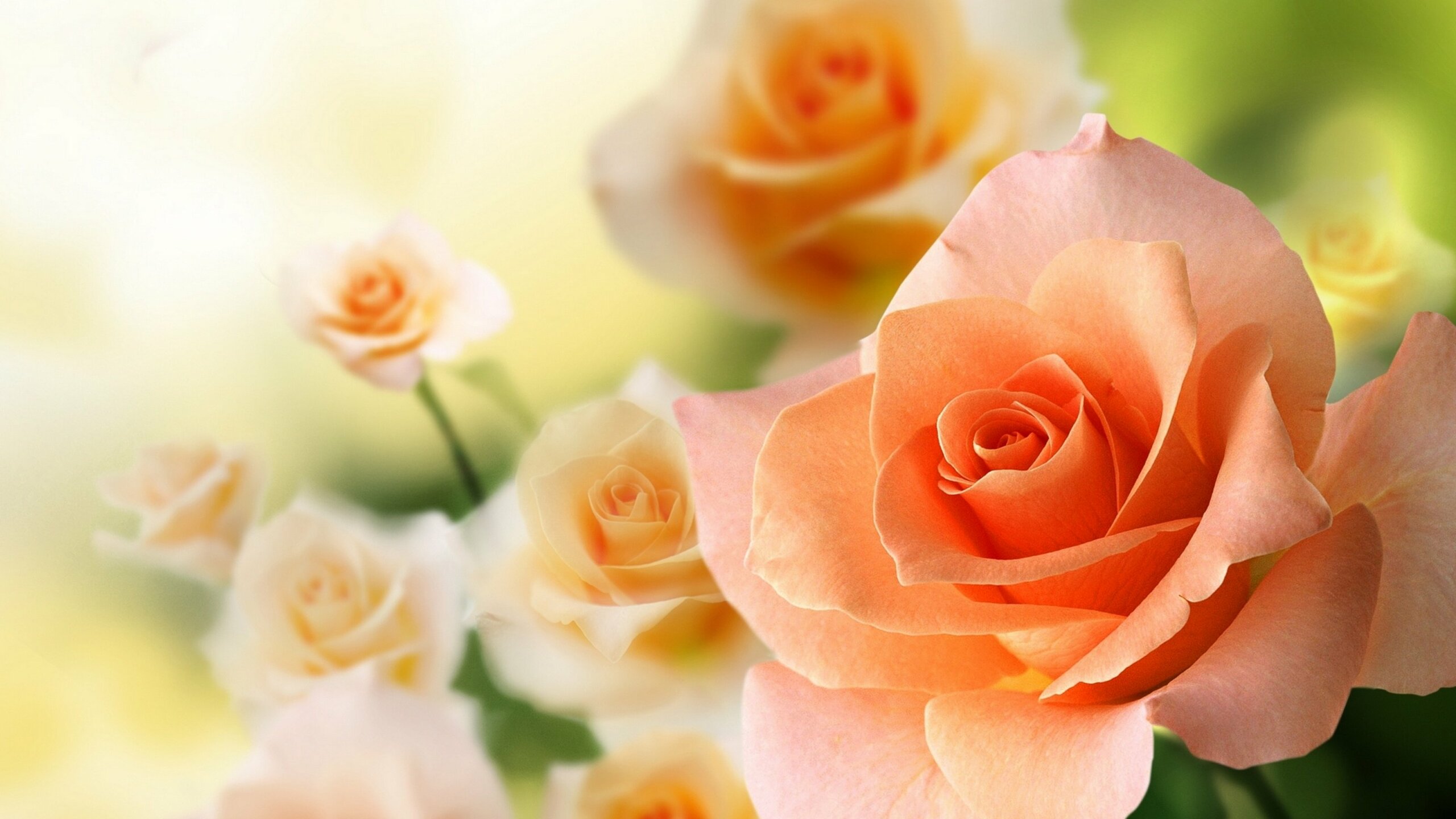 Những hình ảnh đẹp nhất về hoa hồng leo kiêu sa - Hoa Lá
