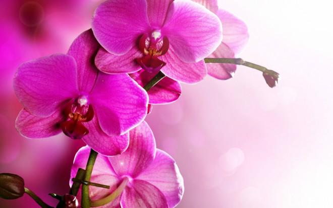 Bộ sưu tập hình ảnh hoa lan tím đẹp nhất
