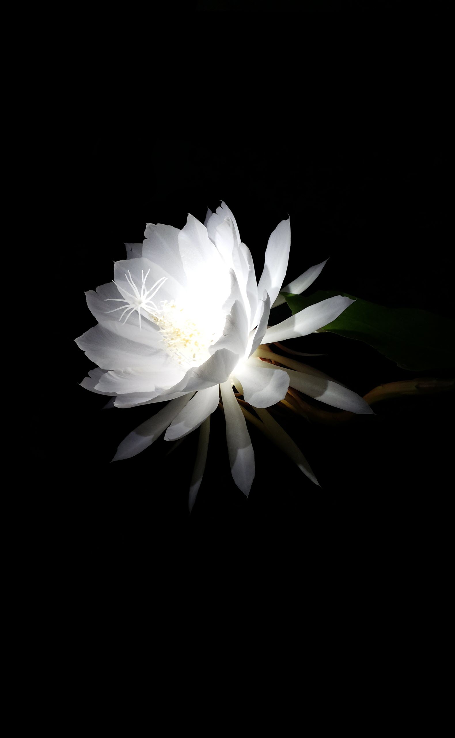 Khám phá vẻ đẹp độc đáo của hoa Quỳnh nền đen