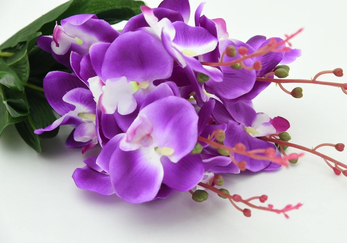 Bộ sưu tập hình ảnh hoa lan tím đẹp nhất