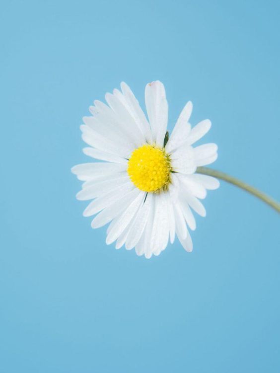 50 Hình nền Cúc Họa Mi đẹp nhất | Hoa cúc, Hình nền, Nhiếp ảnh ngoài trời