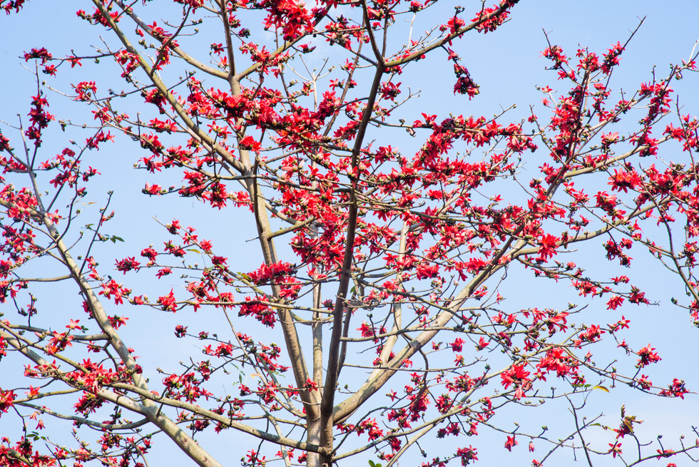 Hình ảnh hoa Gạo - Bộ sưu tập những khoảnh khắc tuyệt vời nhất