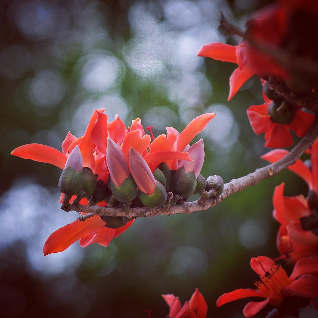 Hình ảnh hoa Gạo - Bộ sưu tập những khoảnh khắc tuyệt vời nhất