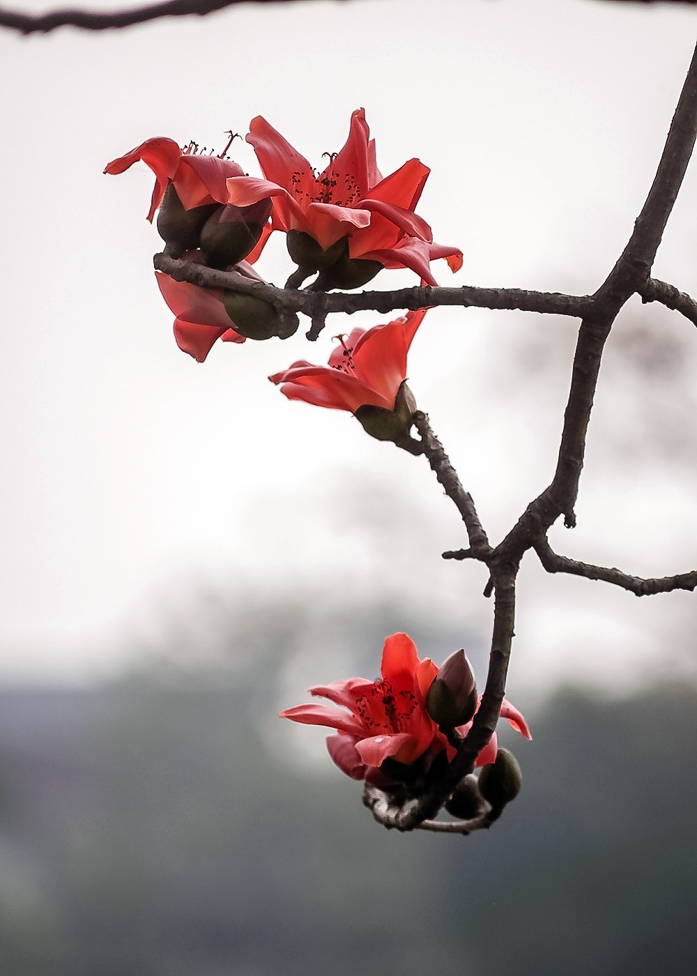 Hình ảnh hoa Gạo - Bộ sưu tập những khoảnh khắc tuyệt vời nhất