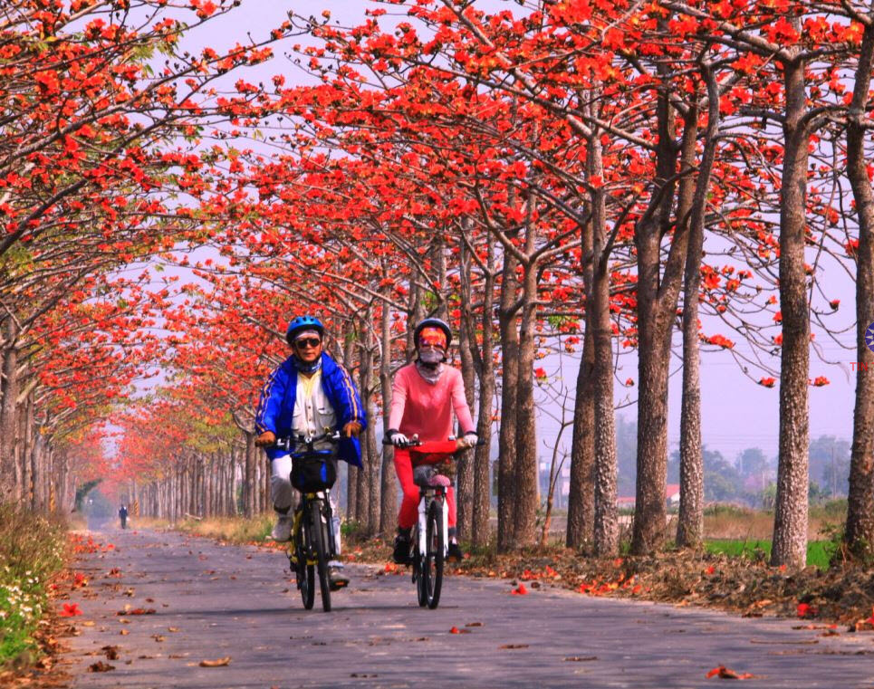 Hình ảnh hoa Gạo - Bộ sưu tập những khoảnh khắc tuyệt vời nhất