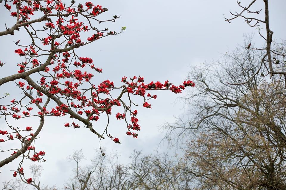 Hình ảnh hoa Gạo - Bộ sưu tập những khoảnh khắc tuyệt vời nhất