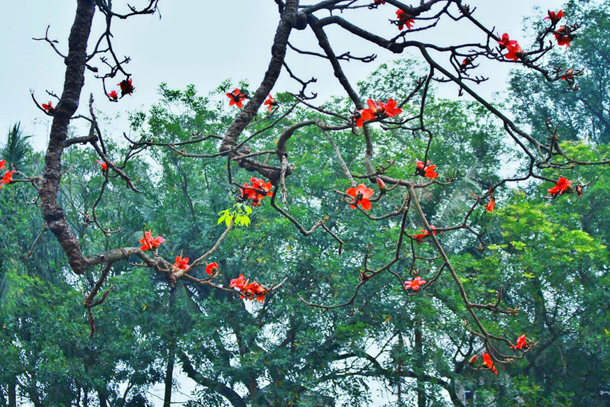 Hình ảnh hoa Gạo - Bộ sưu tập những khoảnh khắc tuyệt vời nhất